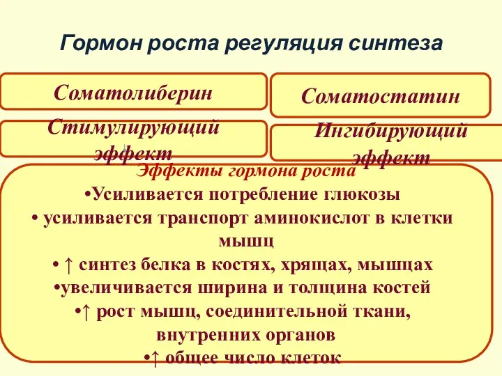 Гормон роста регуляция синтеза Соматолиберин Соматостатин Эффекты гормона роста Усиливается потребление глюкозы