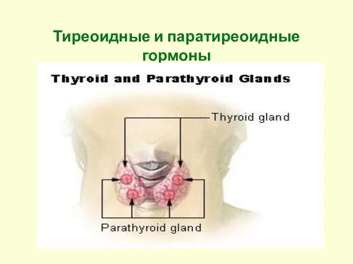 Тиреоидные и паратиреоидные гормоны