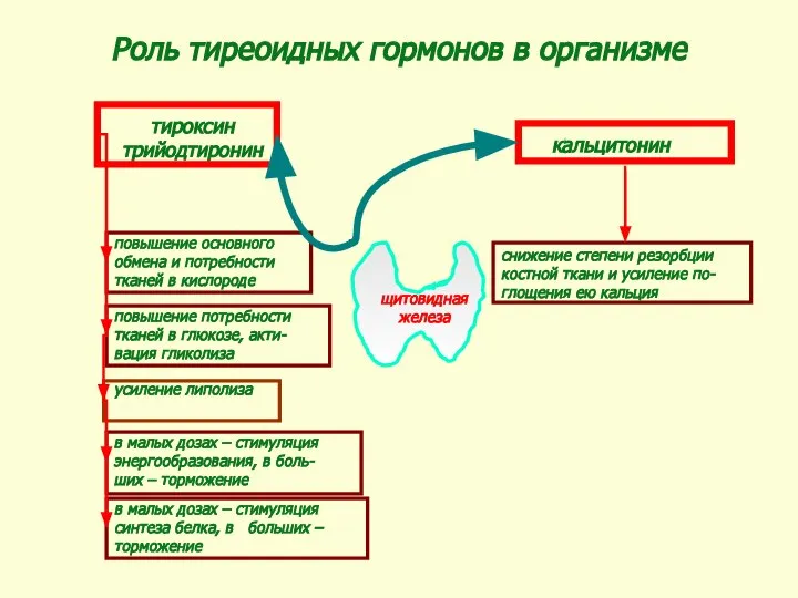 Роль тиреоидных гормонов в организме тироксин трийодтиронин кальцитонин повышение основного обмена и