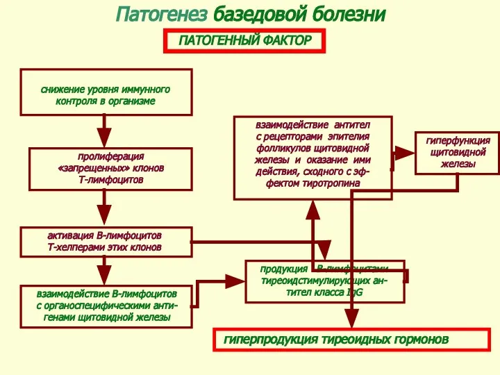 Патогенез базедовой болезни ПАТОГЕННЫЙ ФАКТОР снижение уровня иммунного контроля в организме пролиферация