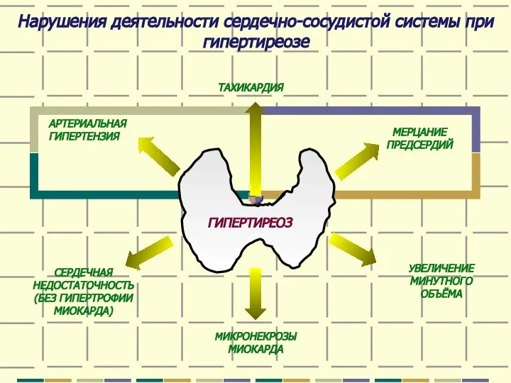 Нарушения деятельности сердечно-сосудистой системы при гипертиреозе ГИПЕРТИРЕОЗ ТАХИКАРДИЯ МЕРЦАНИЕ ПРЕДСЕРДИЙ УВЕЛИЧЕНИЕ МИНУТНОГО