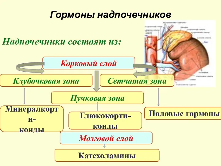 Гормоны надпочечников Надпочечники состоят из: Корковый слой Сетчатая зона Клубочковая зона Пучковая