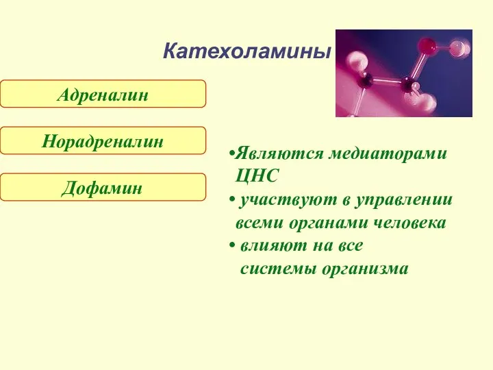 Катехоламины Адреналин Норадреналин Дофамин Являются медиаторами ЦНС участвуют в управлении всеми органами