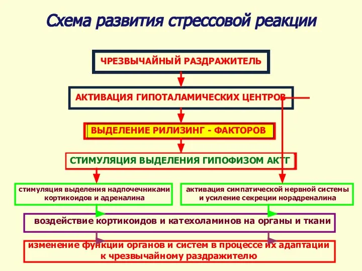 Схема развития стрессовой реакции ЧРЕЗВЫЧАЙНЫЙ РАЗДРАЖИТЕЛЬ АКТИВАЦИЯ ГИПОТАЛАМИЧЕСКИХ ЦЕНТРОВ ВЫДЕЛЕНИЕ РИЛИЗИНГ -