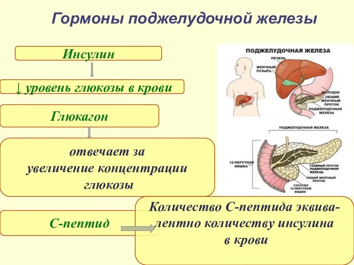 Гормоны поджелудочной железы Инсулин Глюкагон С-пептид ↓ уровень глюкозы в крови отвечает