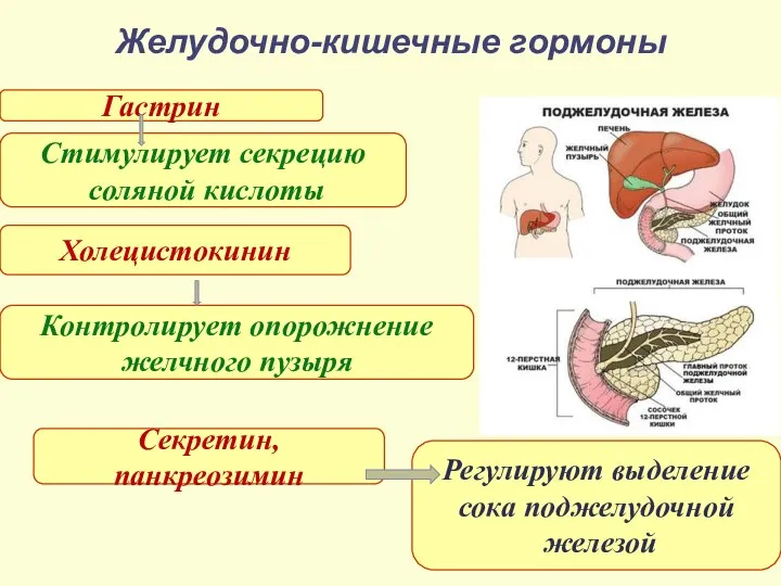 Желудочно-кишечные гормоны Гастрин Холецистокинин Секретин, панкреозимин Стимулирует секрецию соляной кислоты Контролирует опорожнение