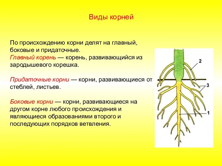 По происхождению корни делят на главный, боковые и придаточные. Главный корень —