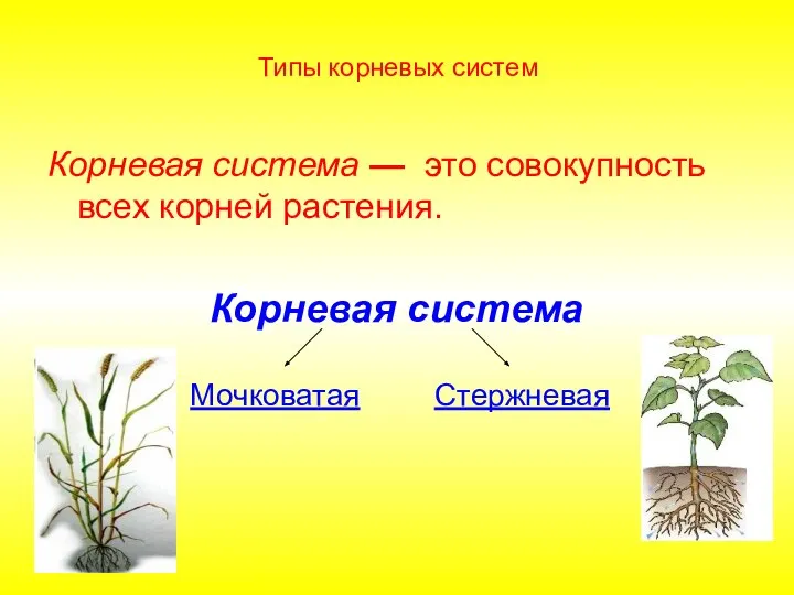 Типы корневых систем Корневая система — это совокупность всех корней растения. Корневая система Стержневая Мочковатая