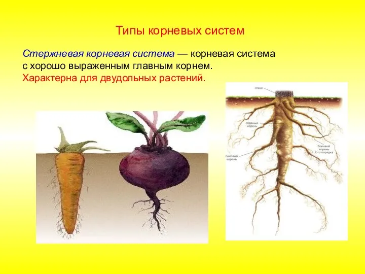 Стержневая корневая система — корневая система с хорошо выраженным главным корнем. Характерна