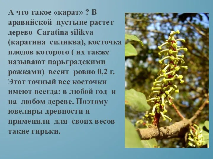 А что такое «карат» ? В аравийской пустыне растет дерево Caratina silikva