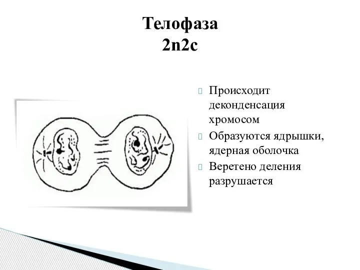 Происходит деконденсация хромосом Образуются ядрышки, ядерная оболочка Веретено деления разрушается Телофаза 2n2c