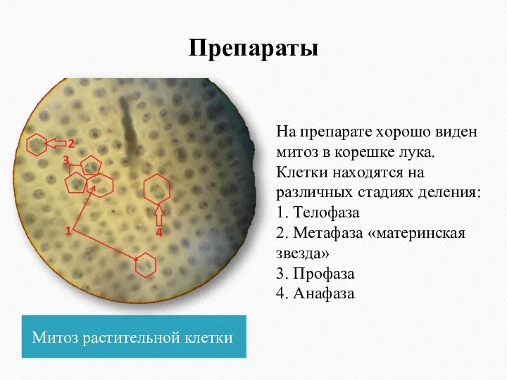 Препараты Митоз растительной клетки На препарате хорошо виден митоз в корешке лука.