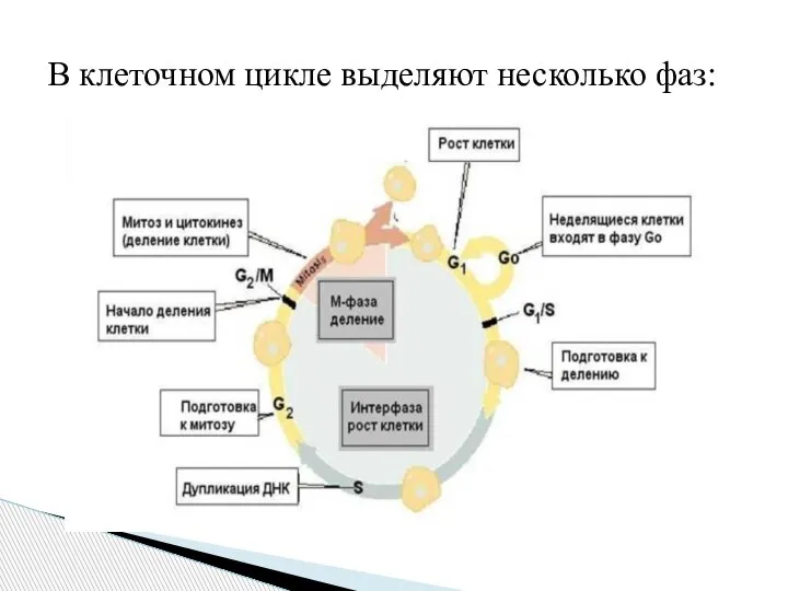 В клеточном цикле выделяют несколько фаз: