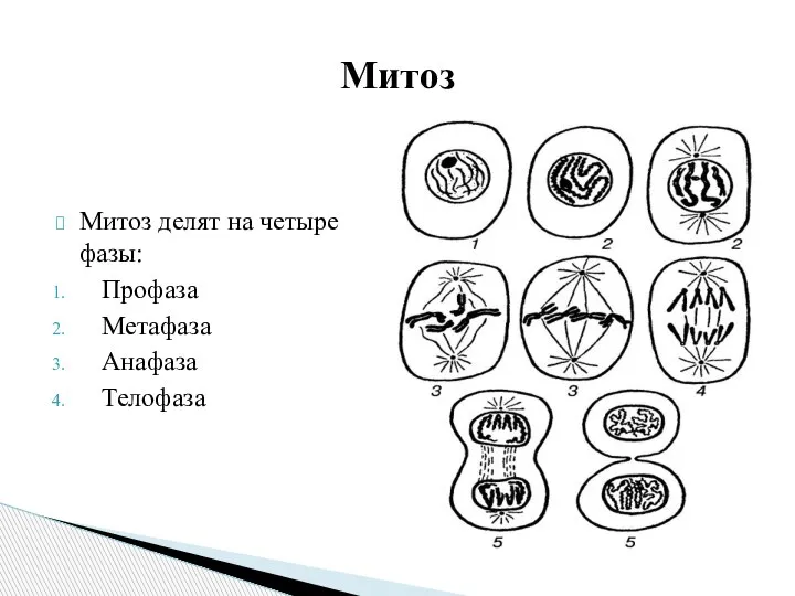 Митоз делят на четыре фазы: Профаза Метафаза Анафаза Телофаза Митоз
