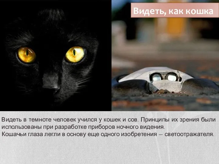 Видеть, как кошка Видеть в темноте человек учился у кошек и сов.