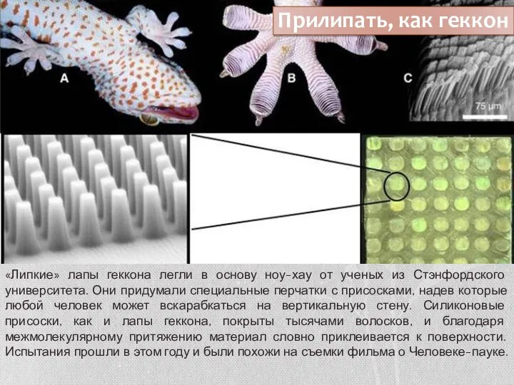 Прилипать, как геккон «Липкие» лапы геккона легли в основу ноу-хау от ученых