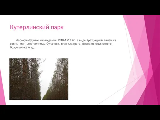 Кутерлинский парк Лесокультурные насаждения 1910-1912 гг. в виде трехрядной аллеи из сосны,