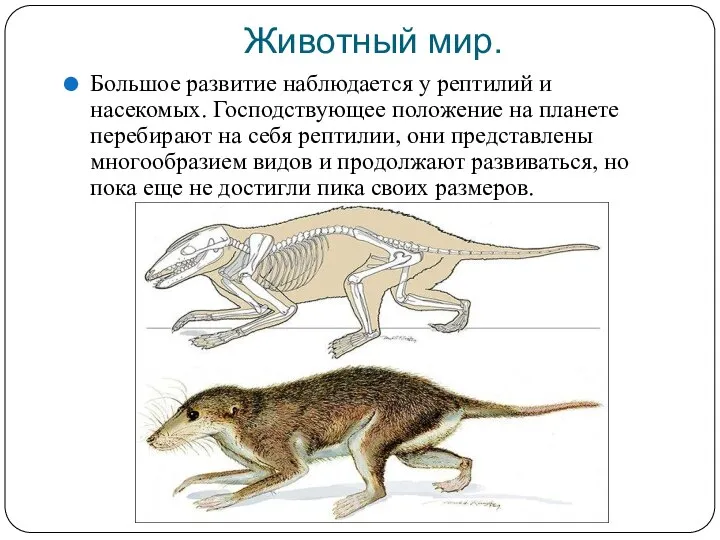 Животный мир. Большое развитие наблюдается у рептилий и насекомых. Господствующее положение на