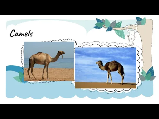 Camels NOTE: To change images on this slide, select a picture and