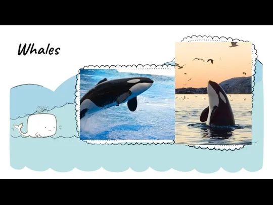 Whales NOTE: To change images on this slide, select a picture and