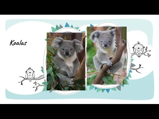 Koalas