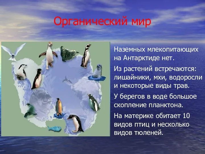 Органический мир Наземных млекопитающих на Антарктиде нет. Из растений встречаются: лишайники, мхи,