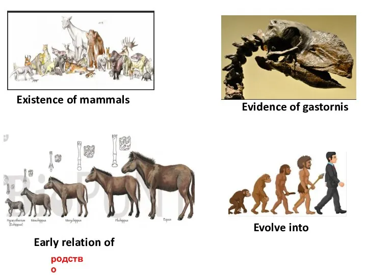 Existence of mammals Early relation of Evidence of gastornis Evolve into родство