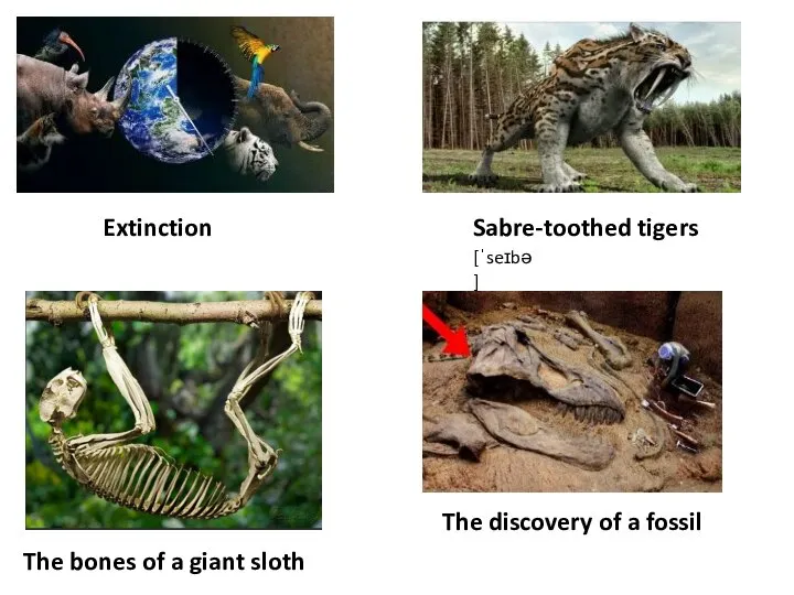 Extinction Sabre-toothed tigers The bones of a giant sloth The discovery of a fossil [ˈseɪbə]