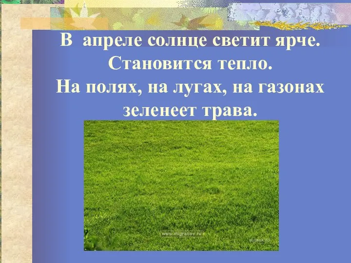 В апреле солнце светит ярче. Становится тепло. На полях, на лугах, на газонах зеленеет трава.