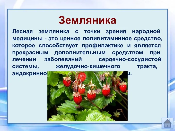 Земляника Лесная земляника с точки зрения народной медицины - это ценное поливитаминное