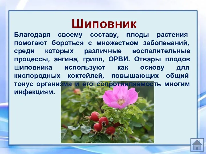 Шиповник Благодаря своему составу, плоды растения помогают бороться с множеством заболеваний, среди