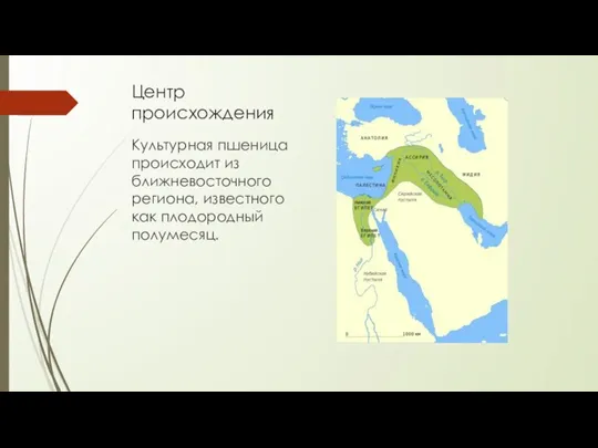 Центр происхождения Культурная пшеница происходит из ближневосточного региона, известного как плодородный полумесяц.