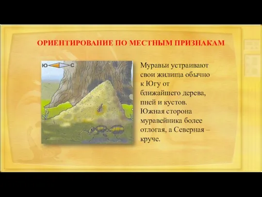 ОРИЕНТИРОВАНИЕ ПО МЕСТНЫМ ПРИЗНАКАМ Муравьи устраивают свои жилища обычно к Югу от