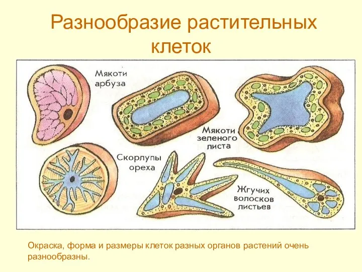 Разнообразие растительных клеток Окраска, форма и размеры клеток разных органов растений очень разнообразны.