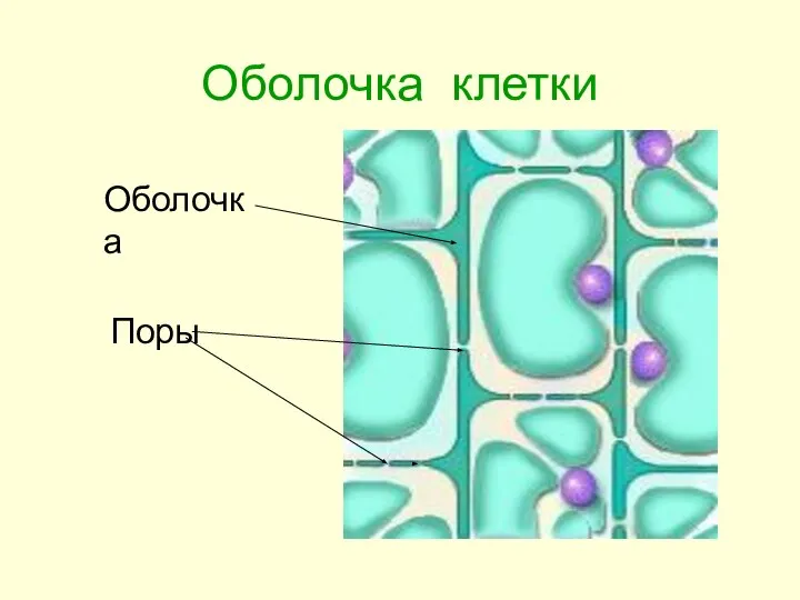 Оболочка клетки Оболочка Поры