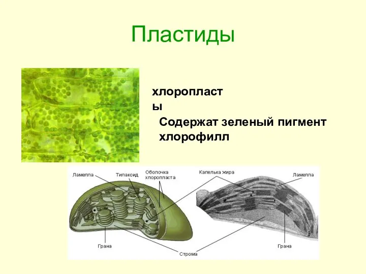 Пластиды хлоропласты Содержат зеленый пигмент хлорофилл