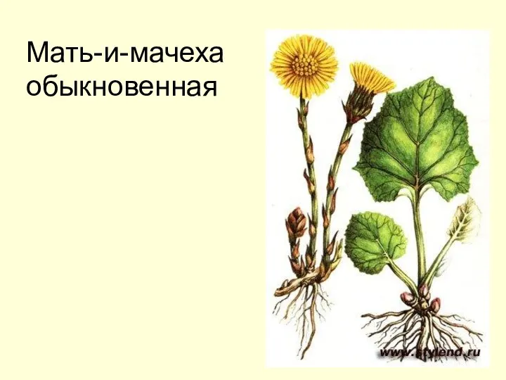 Мать-и-мачеха обыкновенная