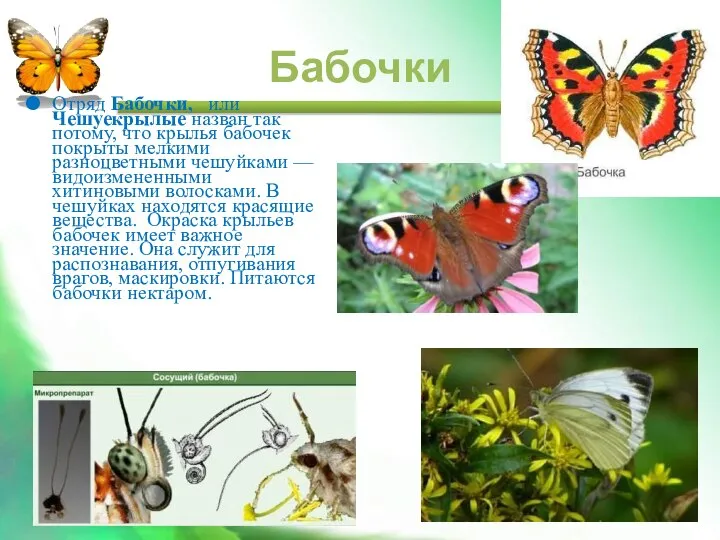 Отряд Бабочки, или Чешуекрылые назван так потому, что крылья бабочек покрыты мелкими