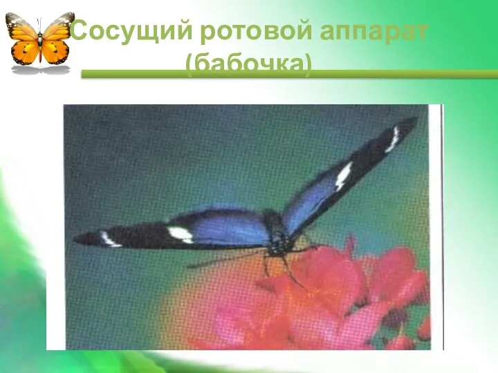Сосущий ротовой аппарат (бабочка)