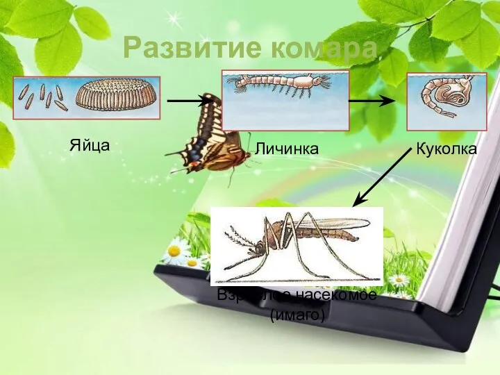 Развитие комара Яйца Личинка Куколка Взрослое насекомое (имаго)