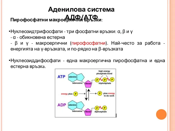 Пирофосфатни макроергични връзки: Нуклеозидтрифосфати - три фосфатни връзки: α, β и γ