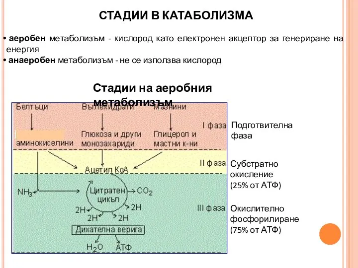 СТАДИИ В КАТАБОЛИЗМА аеробен метаболизъм - кислород като електронен акцептор за генериране