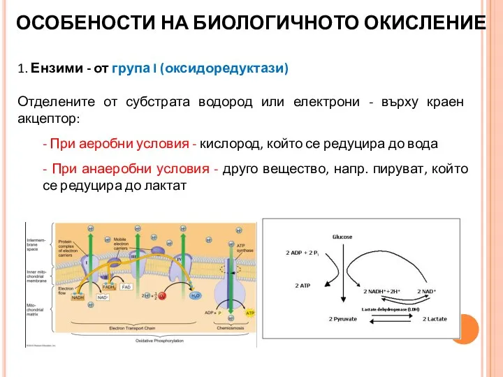 ОСОБЕНОСТИ НА БИОЛОГИЧНОТО ОКИСЛЕНИЕ 1. Ензими - от група I (оксидоредуктази) Отделените