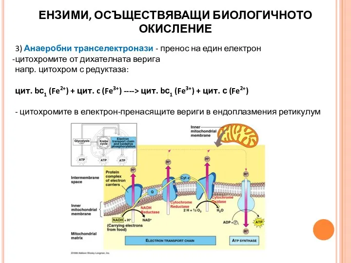 3) Анаеробни транселектронази - пренос на един електрон цитохромите от дихателната верига