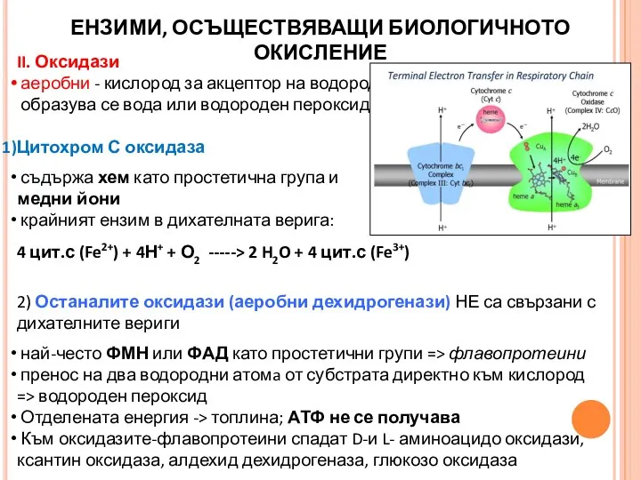 II. Оксидази аеробни - кислород за акцептор на водород, образува се вода