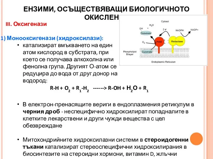 III. Оксигенази Монооксигенази (хидроксилази): катализират вмъкването на един атом кислород в субстрата,