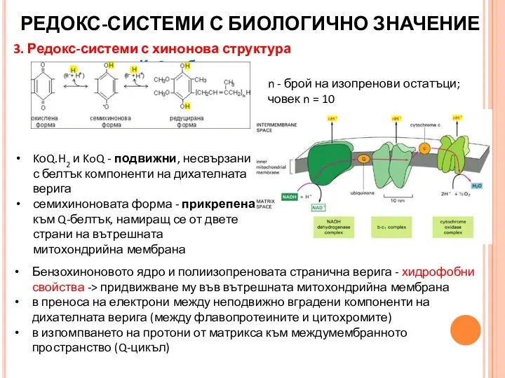 3. Редокс-системи с хинонова структура КоQ – убихинон РЕДОКС-СИСТЕМИ С БИОЛОГИЧНО ЗНАЧЕНИЕ