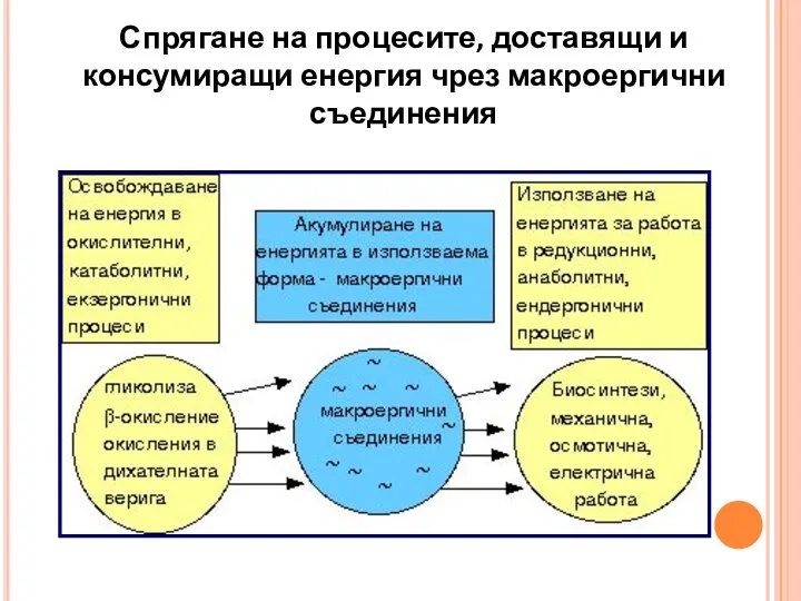 Спрягане на процесите, доставящи и консумиращи енергия чрез макроергични съединения