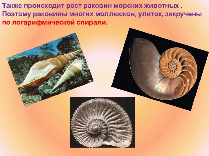 Также происходит рост раковин морских животных . Поэтому раковины многих моллюсков, улиток, закручены по логарифмической спирали.
