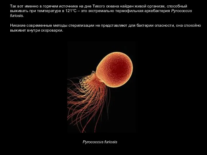 Pyrococcus furiosis Так вот именно в горячем источнике на дне Тихого океана